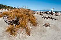 Grass on Beach