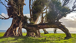 trees along sea
