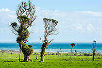 Old Tree with Cane