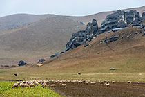 sheeps & cows around Catle hill