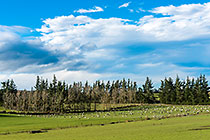 trees in farmland