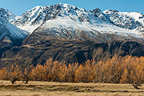 trees in Tasman valley, river & mountains
