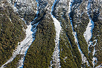 vegetation & Mt Cook mountain range