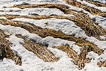 grass & snow