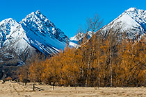 trees & mountains