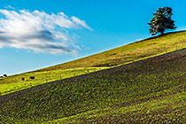 green slow with cows an isolated tree