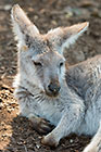 Wallaby