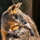 Wallaby