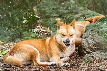 Dingo