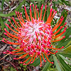 pincussion flower