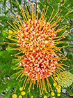 pincussion flower