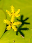 water lily leaves & flowers | Nymphoides indica