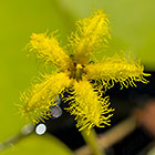 water lily leaves & flowers | Nymphoides indica