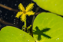 water lily leaves & flowers | Nymphoides indica
