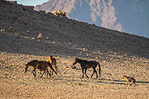 Horses