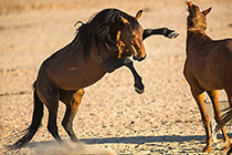 Horses