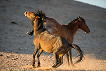 Horses