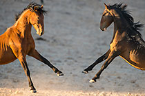 Horses