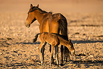 Horses