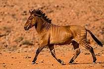 Zorse