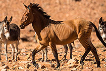 Zorse