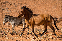 Zorse & Donkey
