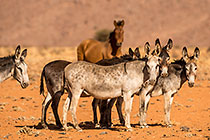 Zorse