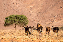 Zorse