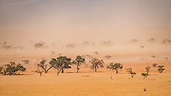 camelthorn trees in riverbed under sand storm