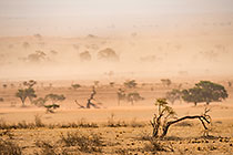 Sand Storm