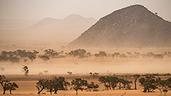 camelthorn trees in riverbed under sand storm