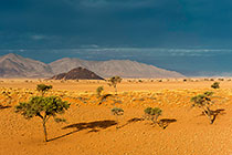 camelthorn trees on sand dune