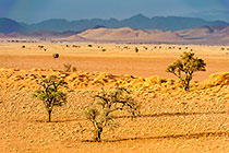 camelthorn trees on sand dune