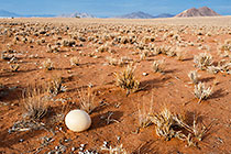 ostrich egg in desert plain