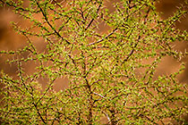 acacia branches with thorns and green leaves
