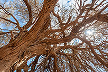Fairy Tree