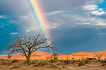 rainbow over dry camelthorn trees & sand dunes