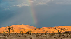 rainbow over dry camelthorn trees & sand dunes