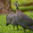 Guinea Fowls