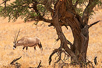 Camelthorn & Oryx