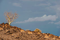tree on rocky hill | storm clouds
