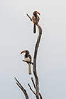 Hornbill