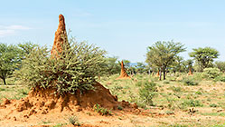 termite hills & acacia trees