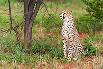 Cheetah