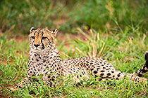 Cheetah