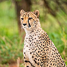 Cheetah