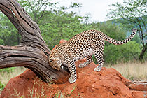 Leopard