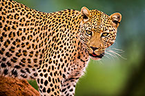 Leopard