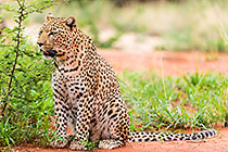 Leopard