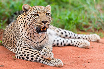 leopard